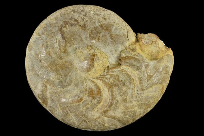 Rare, Fossil Carboniferous Goniatite (Imitoceras) - Indiana #117201
